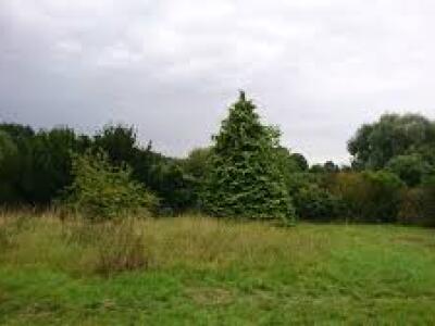 Earl Stonham Fields