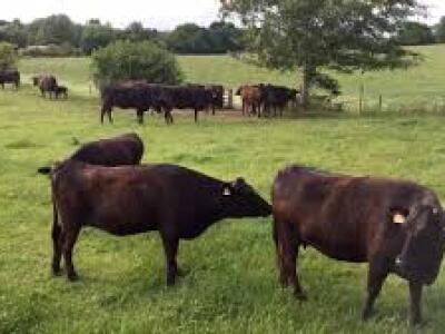 Wagyu Farm Earl Stonham