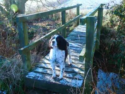 dog walking image
